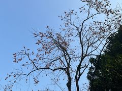 -杭州植物园
