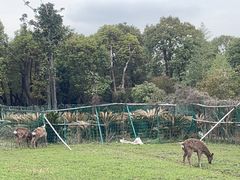 -不觉晓CAMPING(上海迪士尼营地店)