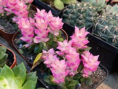 -双季花艺园艺市场(浦东店)