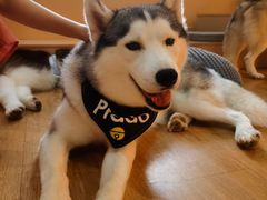 -Husky Go! 哈士奇体验馆·宠物咖啡厅狗咖