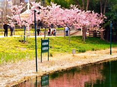 -新江湾城公园