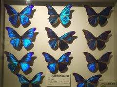 -上海大自然野生昆虫馆