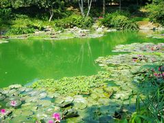 -广西壮族自治区药用植物园