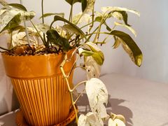 -鄰居neighborhood(马塍路店)