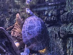 -上海海洋水族馆