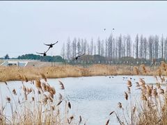 -上海海湾国家森林公园
