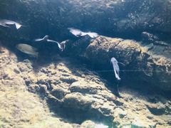 -苏州海洋馆
