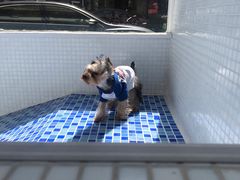 -BABYDOG宝贝狗宠物乐园(欧洲城店)