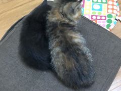 -平行世界·猫咖(首经贸店)