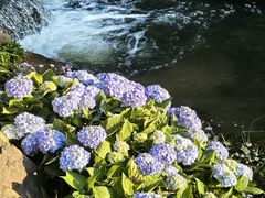 -云溪植物园