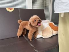 -福懋动物医院·犬猫全科·外科·重症科(杏林分院)