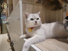 -藏猫猫咖啡主题馆(中央大道店)