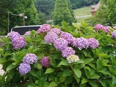 -神户市立六甲山牧场