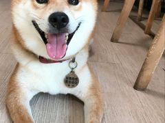 -柴犬高等学院·狗咖·柴犬售卖·宠物训练