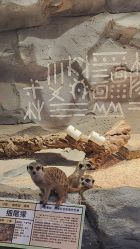 -Zoolung Zoolung动物主题公园(海信广场店)