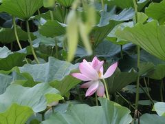 -长春市南湖公园