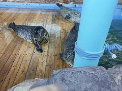 -大连圣亚海洋世界