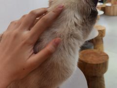 -Heymao猫咖.咖啡厅(东门店)