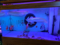 -至爱至信新中式SPA疗愈会所