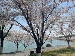 -羊山湖公园