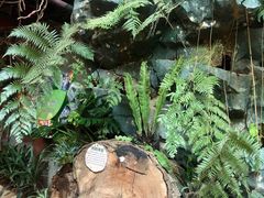 -正佳雨林生态植物园