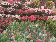 -双季花艺园艺市场(浦东店)