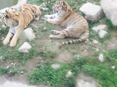 -西安秦岭野生动物园