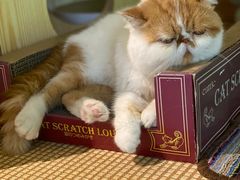 -喵屿·大理花园猫咖