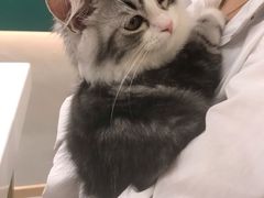 -飞行喵MR PILOT|猫舍·猫咖(静安大融城店)