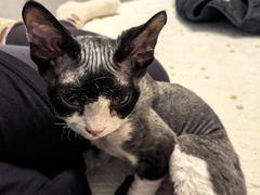 -达爱动物医院·犬猫分区·CT·复杂眼科(远洋山水分院)