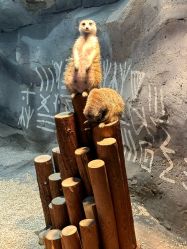 -Zoolung Zoolung动物主题公园(海信广场店)