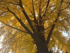 -国家图书馆·古籍馆