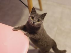 -三花喵·撸猫购宠·宠物生活馆(虹桥南丰城店)