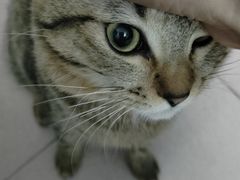 -瑞鹏宠物医院·骨科·猫科·内科(第一中心)