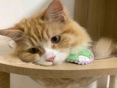 -瑞鹏宠物医院·普外科·影像科·皮肤科(城市山谷分院)