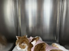 -宠福鑫康馨动物医院·骨科·眼科