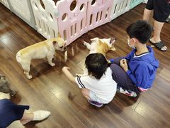 -柯斗斗主题餐厅·狗咖·围炉煮茶·茶饮(国瑞升平里店)