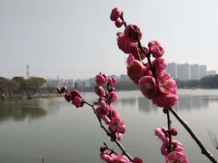 -昆山城市生态森林公园