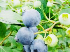 -金谷域澳洲庄园