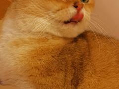 金浙层猫～金桔-猫咪派对(江南西店)