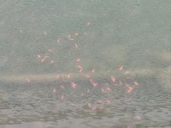 -活水公园