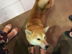 -柴务处·柴犬主题狗咖