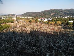 -香雪海
