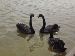 -南大港湿地风景区