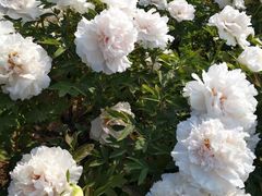 -洛阳市隋唐城遗址植物园