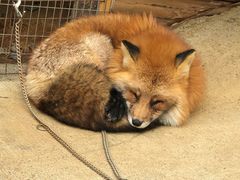 -宫城藏王狐狸村