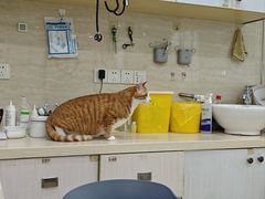 -瑞派天使宠物医院·神经外科·骨科·核磁(洛川中路店)