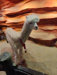 -酷嗒动物文化乐园(cutezoo西溪乐天城店)