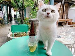 -喵屿·大理花园猫咖