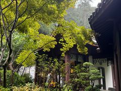-十八棵（老龙井）御茶园(老龙井店)